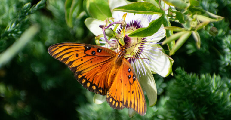 butterfly on passionflower