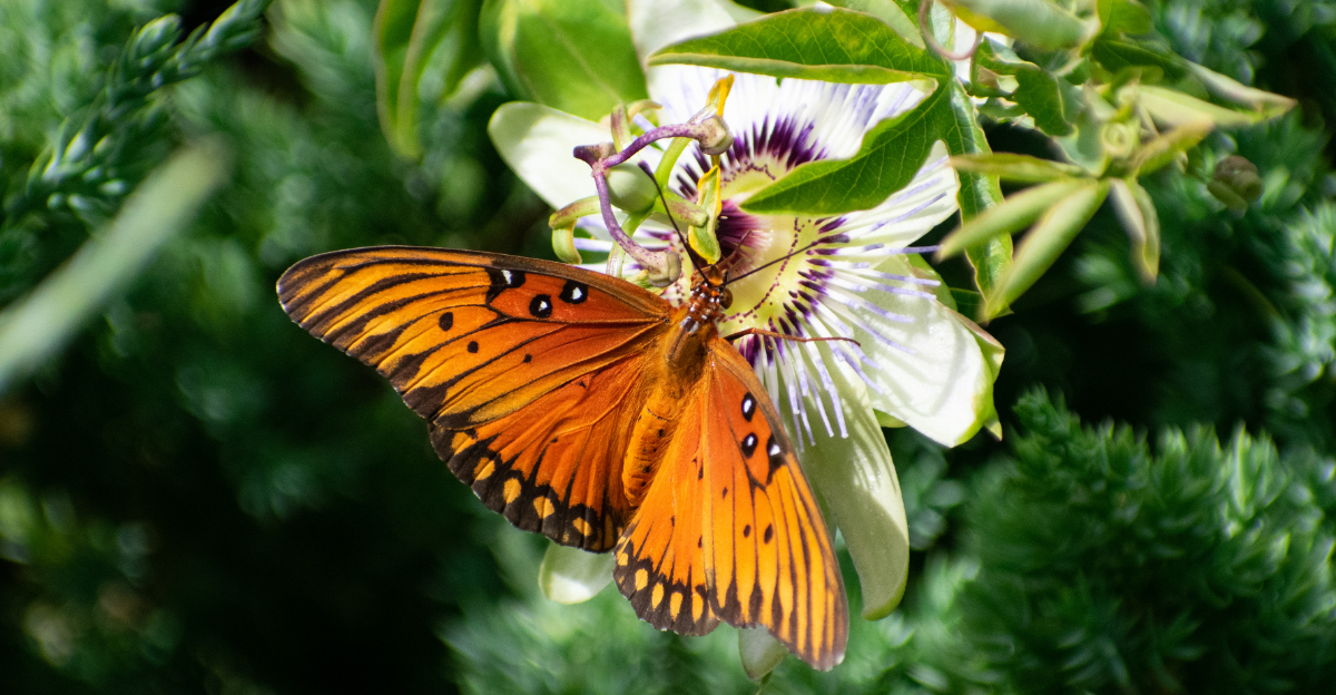 butterfly on passionflower