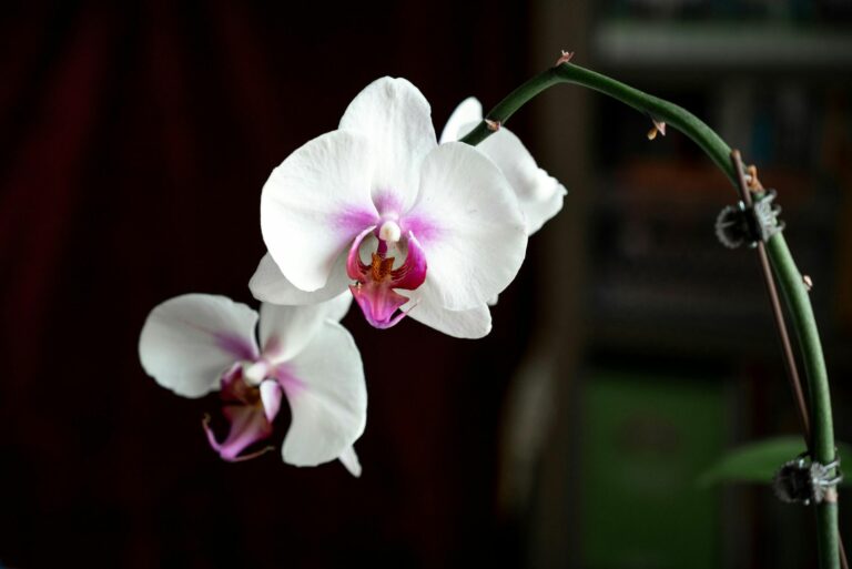 orchid