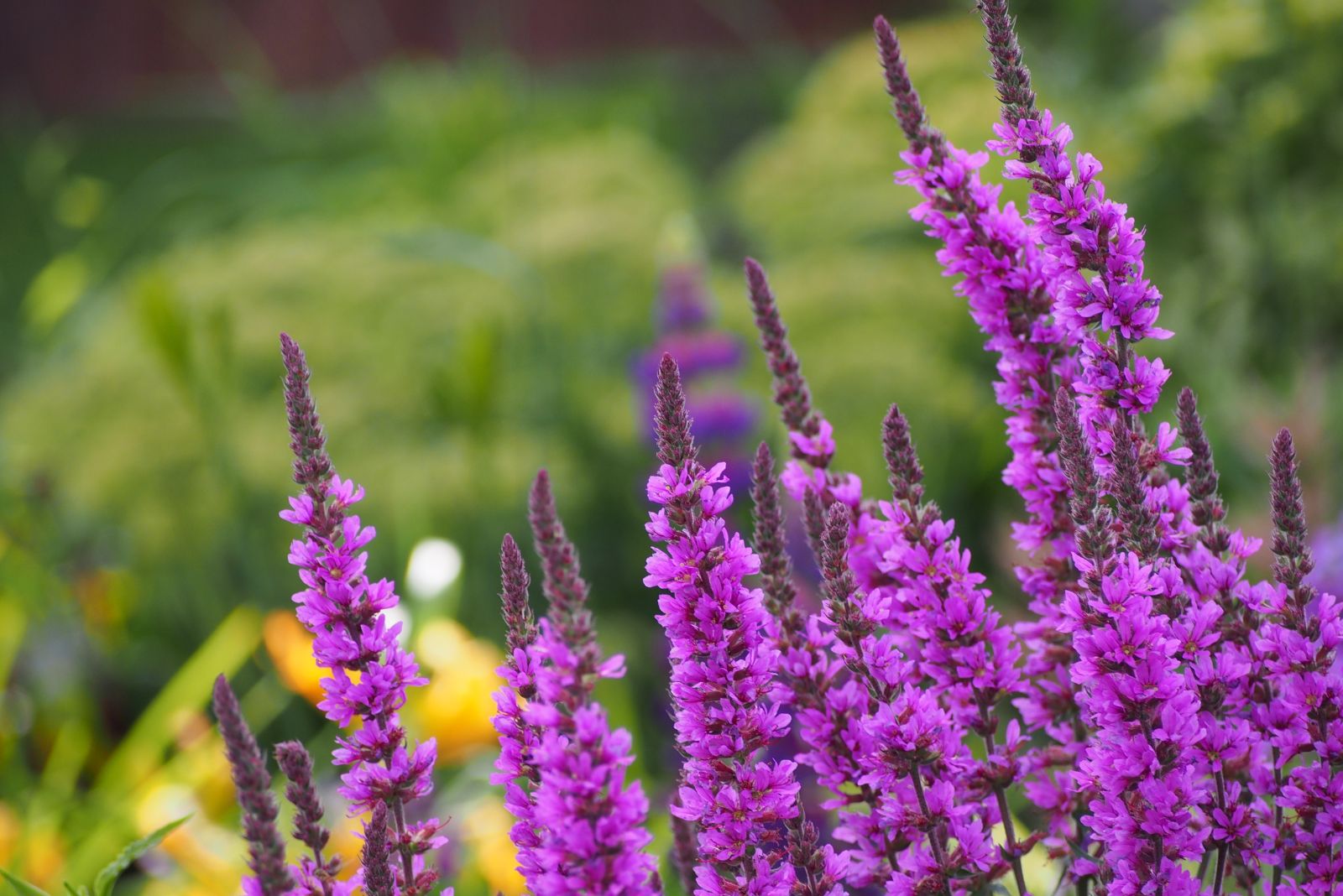 purple loosestrife