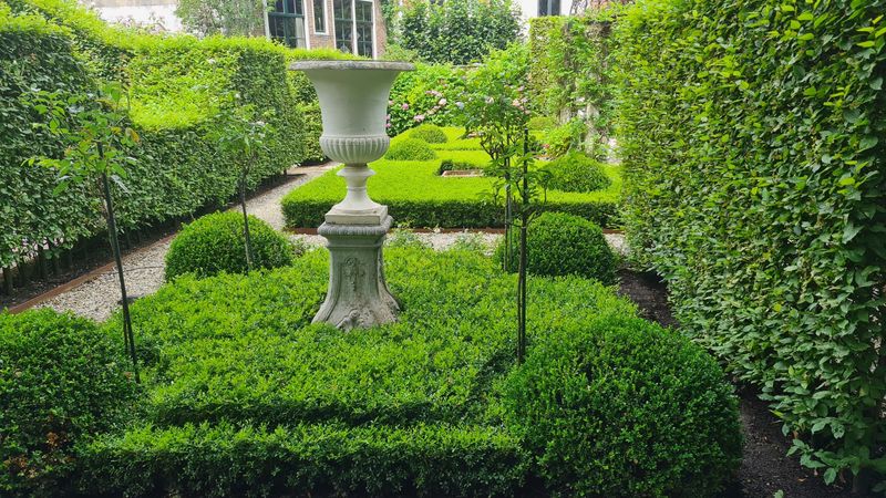 Boxwood: The Classic Evergreen Hedge
