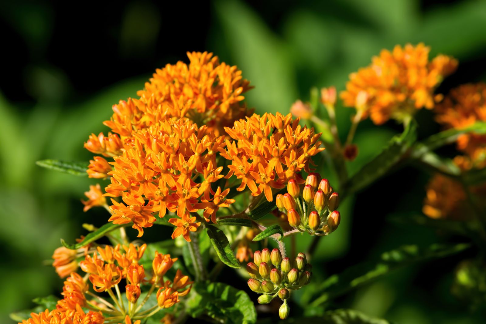 butterfly on flower