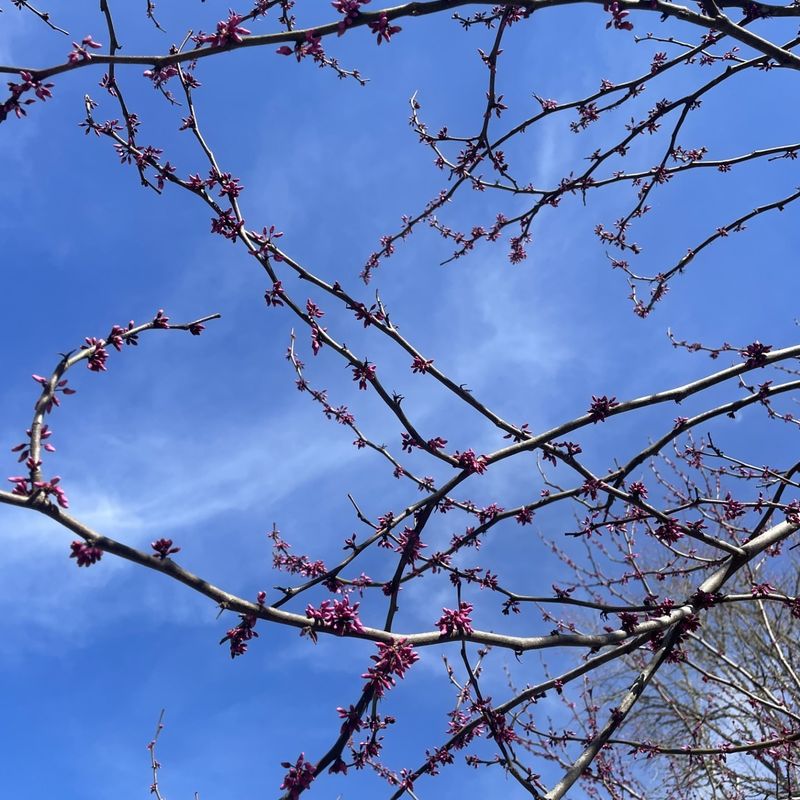 Eastern Redbud Handles Late Winter Swings With Ease