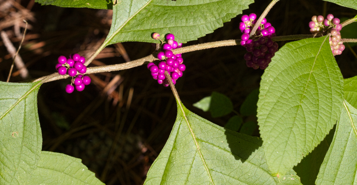 plant (featured image)