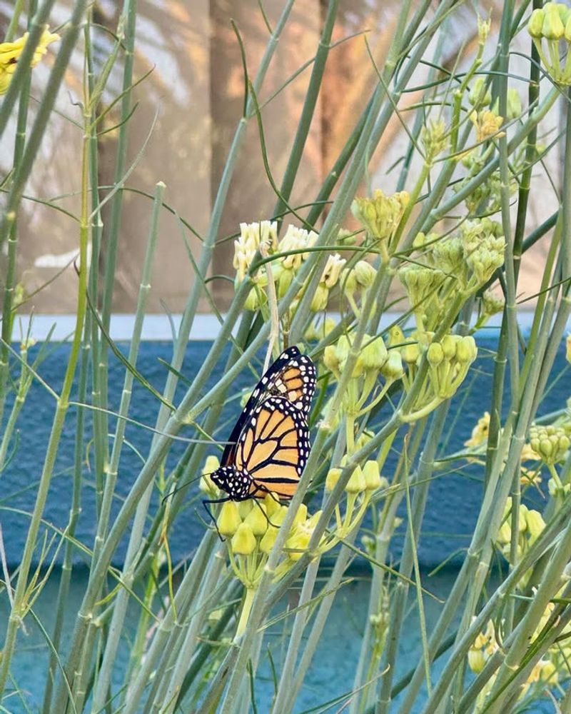 Desert Milkweed Hosts Monarch Caterpillars And Native Pollinators
