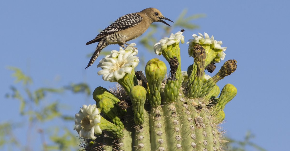 cactus (featured image)