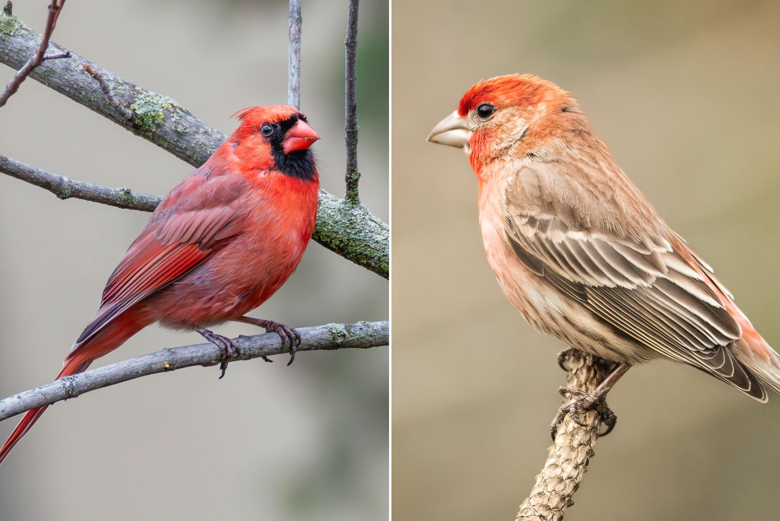cardinal and finch