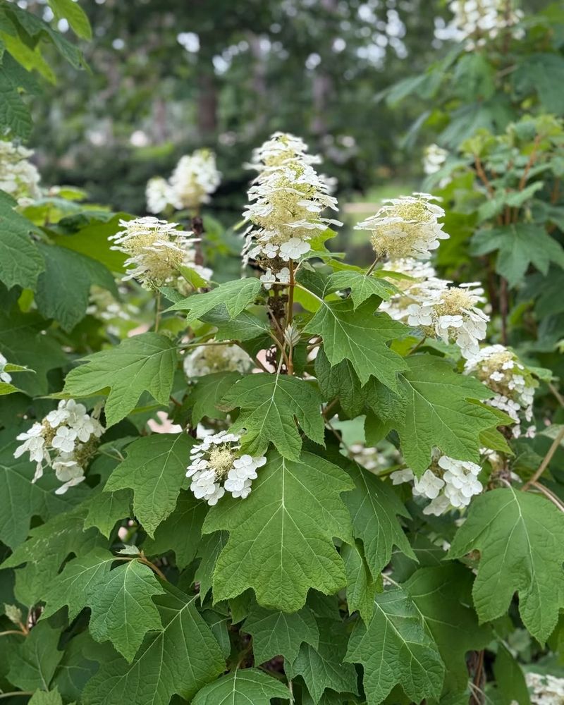 Oakleaf Hydrangea