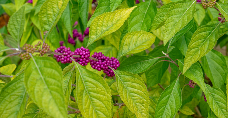 shrub (featured image)