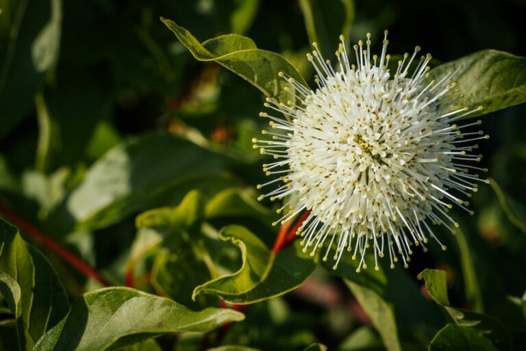 buttonbush
