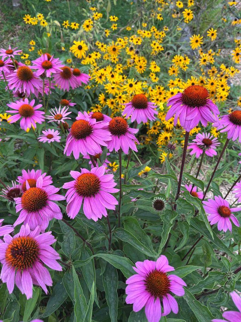 Purple Coneflower And Black Eyed Susan