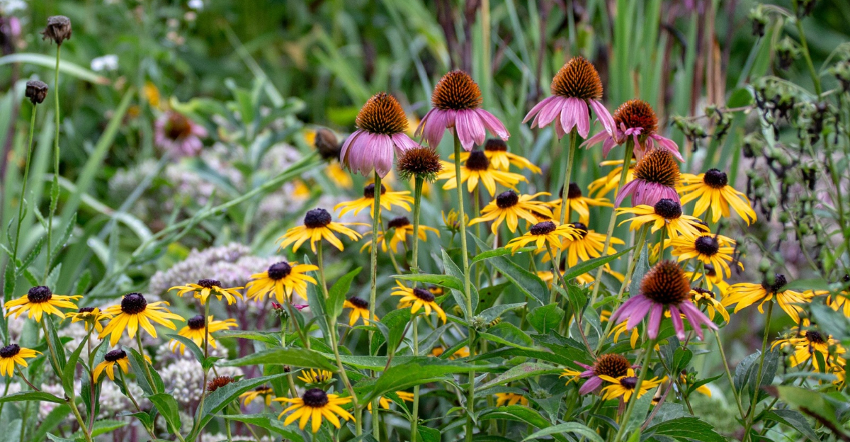 black eyed susan and coneflower