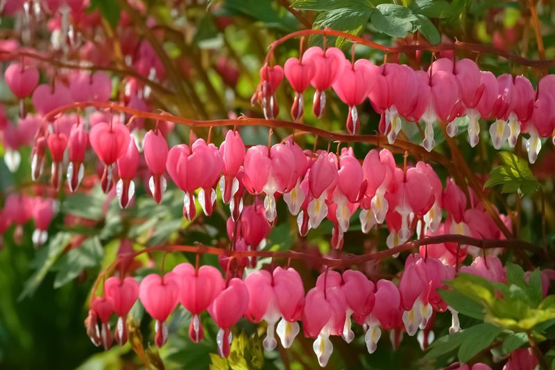 Bleeding Heart Tender Growth Burns Fast