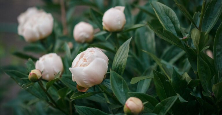 peony buds