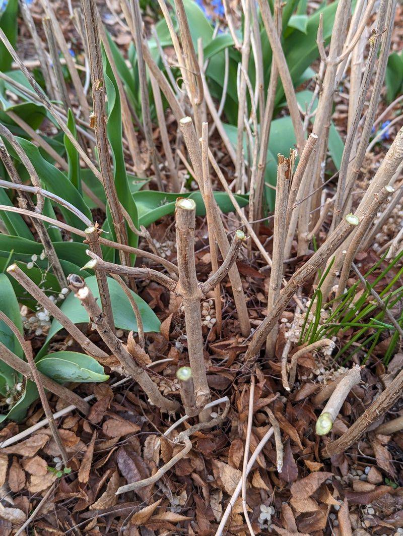 Bigleaf Hydrangeas Lost Their Spring Flower Buds