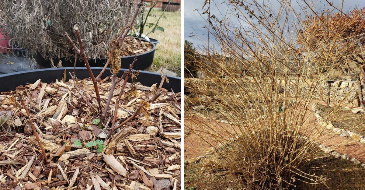 frost damaged plants