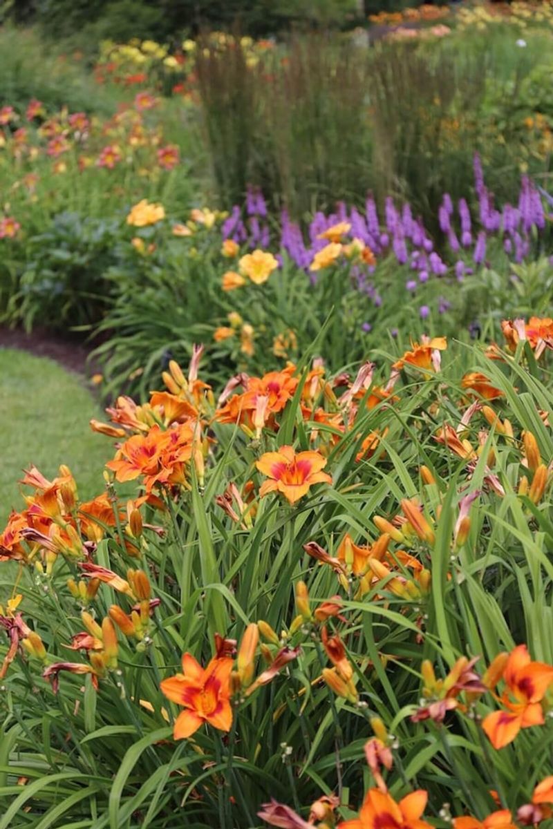 Daylilies Form Dense Clumps That Crowd Out Weeds