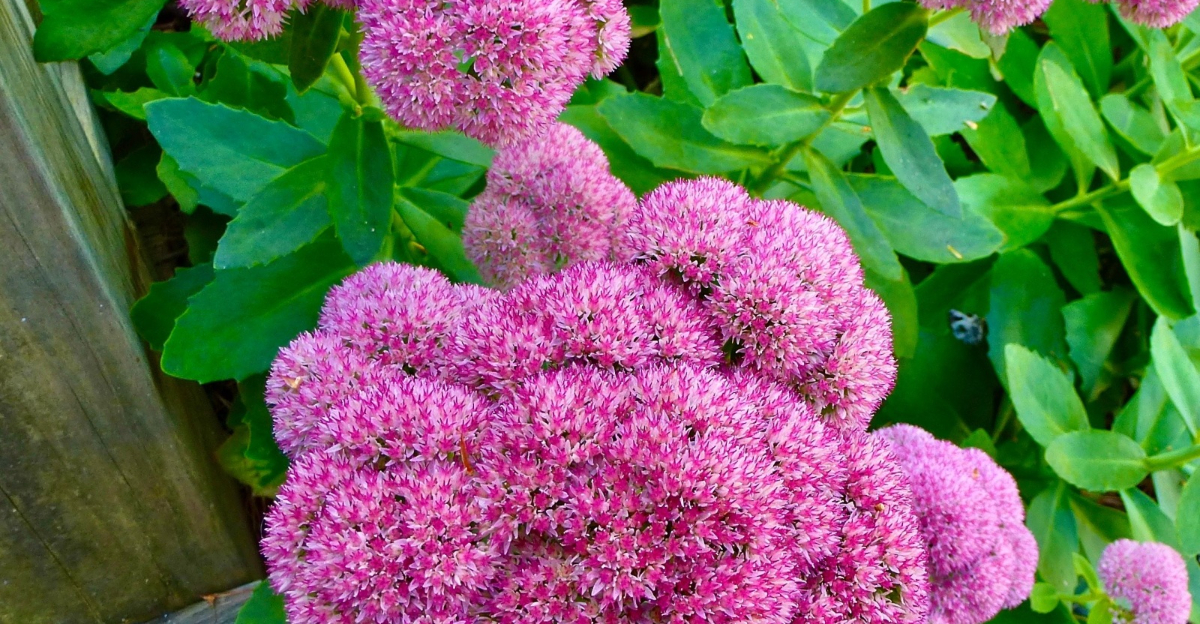 sedum flower