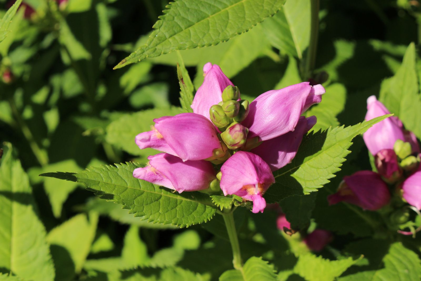 turtlehead plant