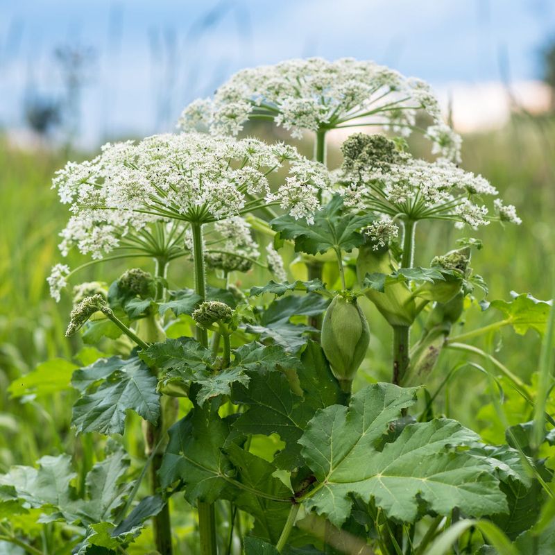 Giant Hogweed