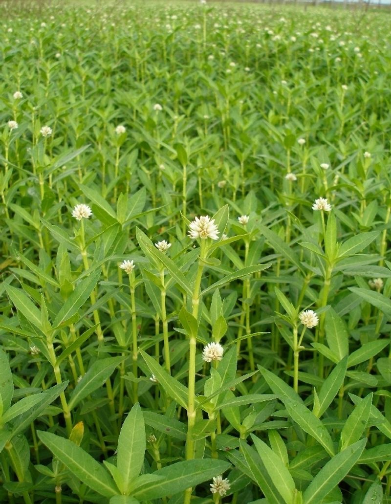 Alligatorweed (Alternanthera Philoxeroides)