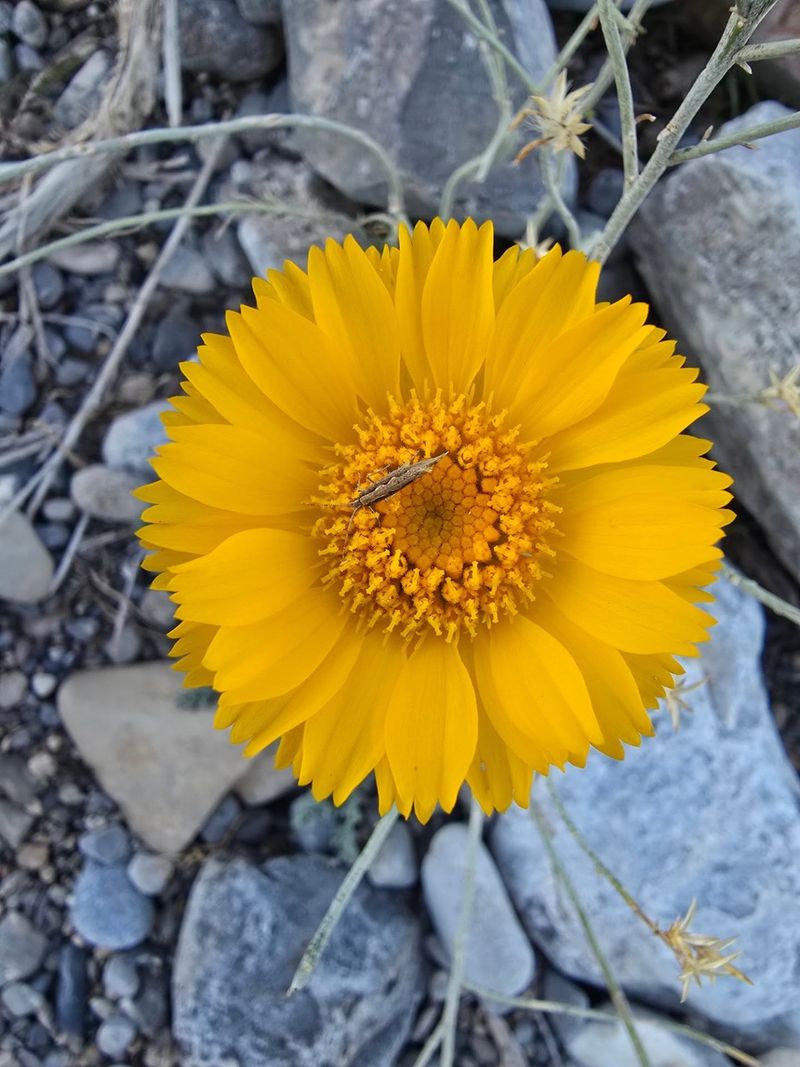 Deep Roots Make Desert Marigold Exceptionally Reliable
