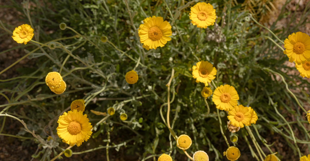 plants (featured image)