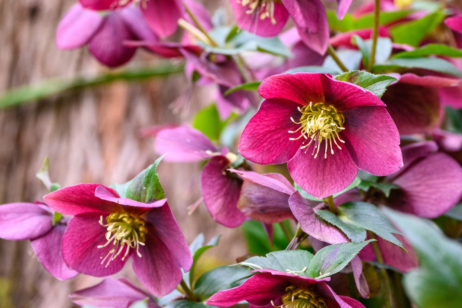 hellebore