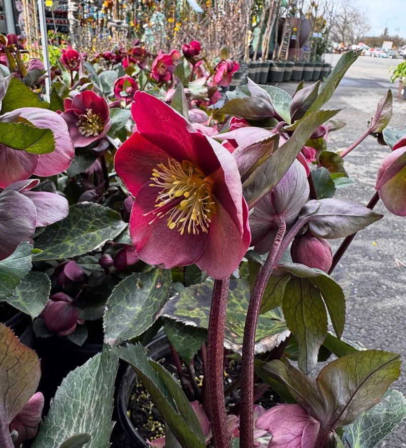 Hellebores (Helleborus Spp.)