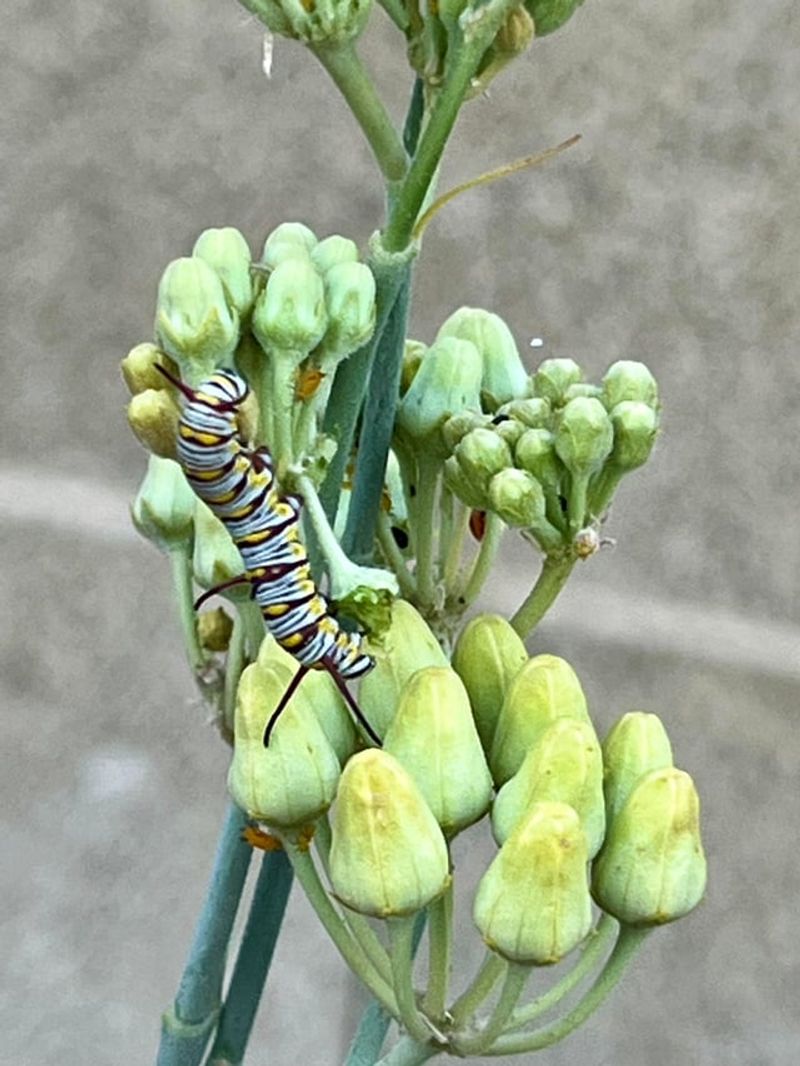 Plant Native Milkweed To Support The Full Butterfly Life Cycle