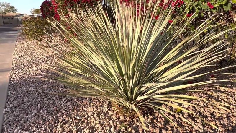 Compact Growth Keeps Desert Spoon Easy To Manage