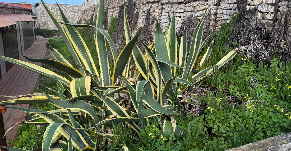 plants (featured image)