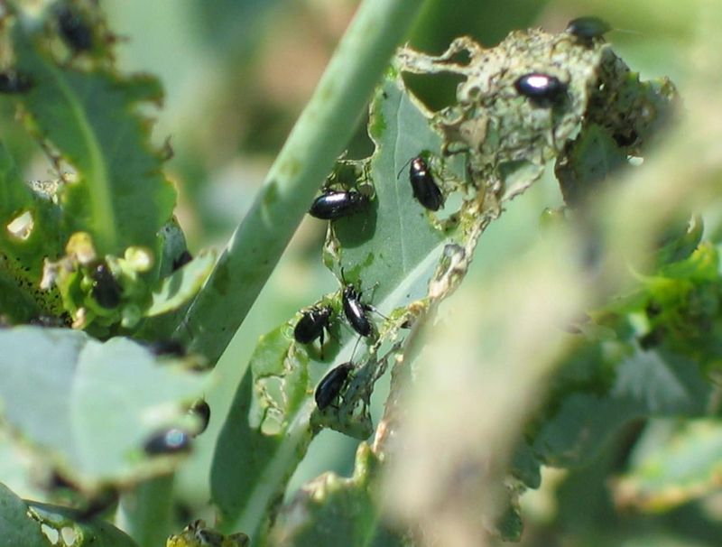 Warm Spring Weather Triggers Increased Beetle Activity
