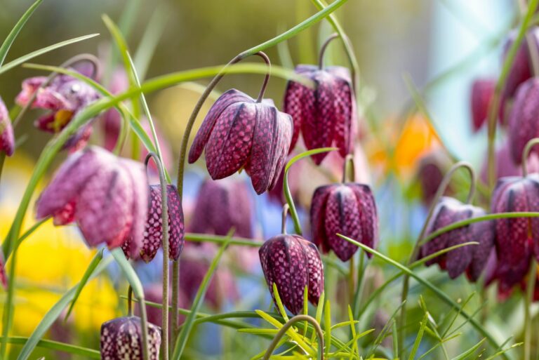 Snake's Head Fritillary