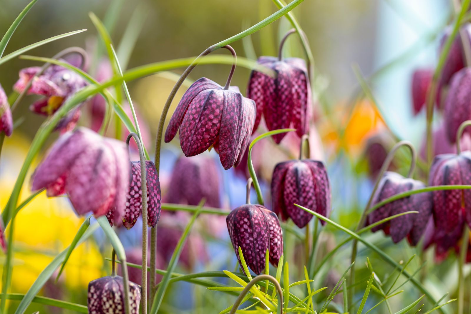 Snake's Head Fritillary