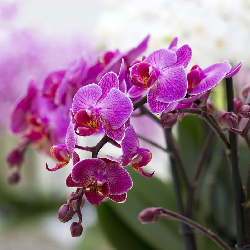 Orchids Bring Elegant Beauty For Months