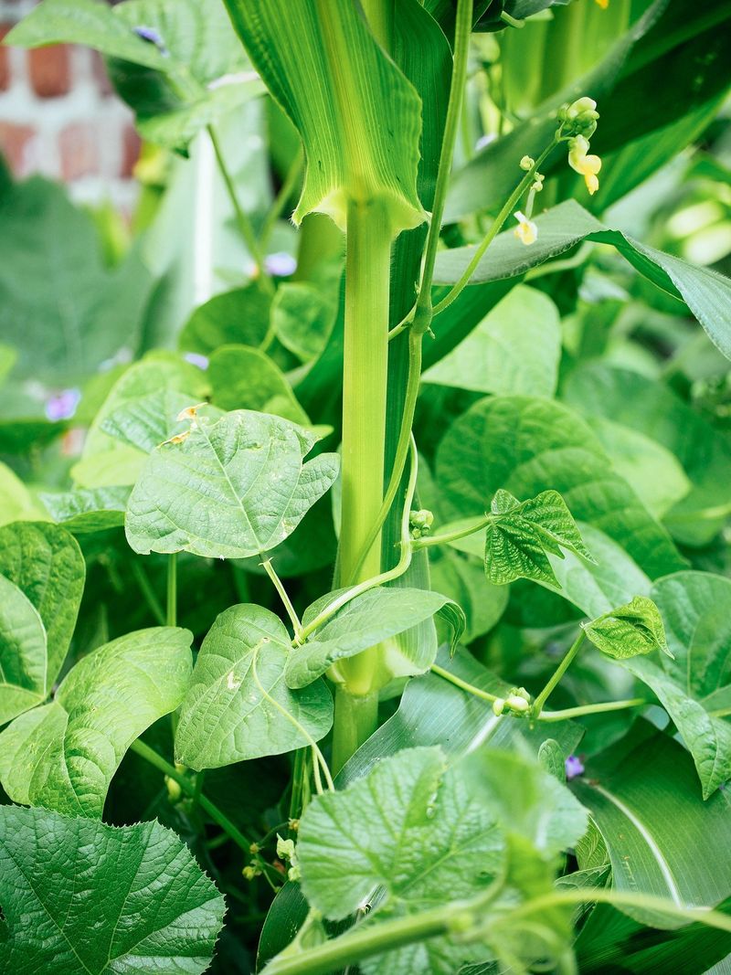 Pole Beans And Corn Create A Natural Trellis System