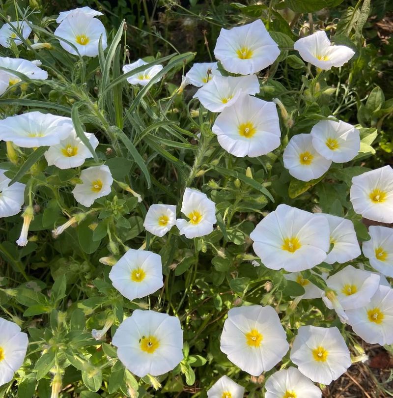 Bush Morning Glory Thrives In Arizona Sun With Silvery Foliage And Pure White Blooms