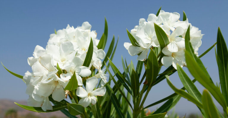 plants (featured image)