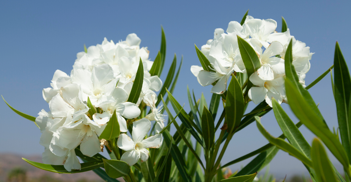 plants (featured image)