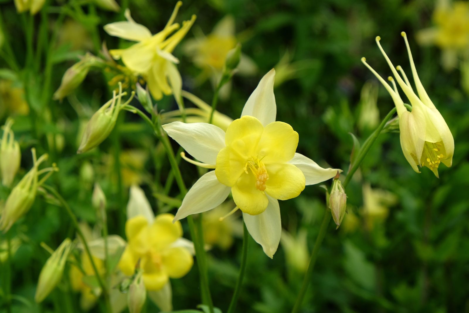 yellow columbine