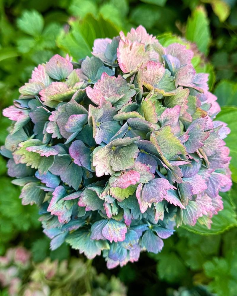 You Enjoy Long-Lasting Seasonal Color