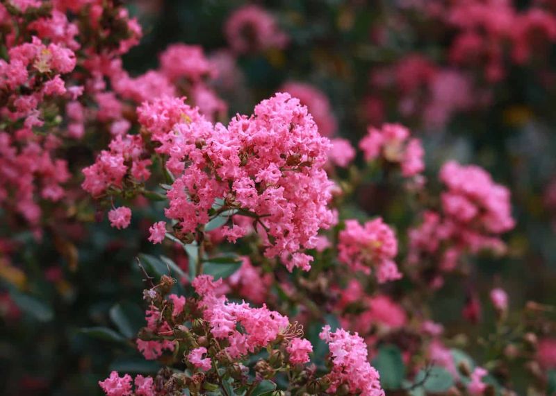 Stunning Blooms Last From Summer Through Fall