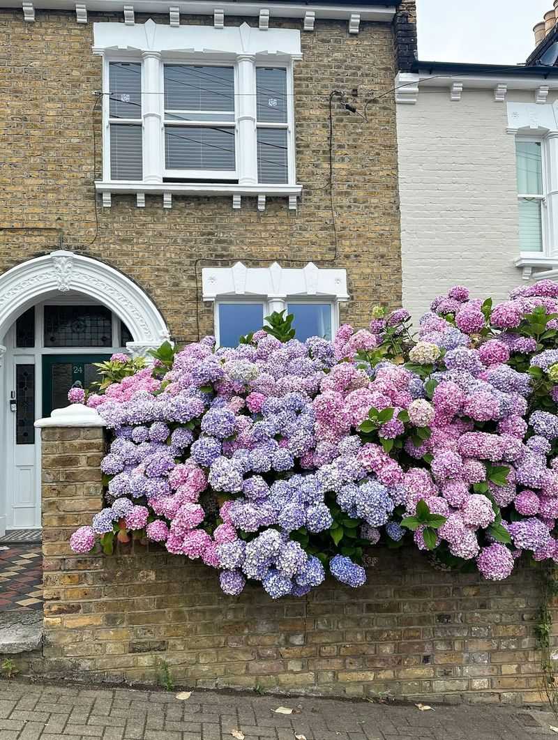 Hydrangeas Beautifully Frame Front Entrances