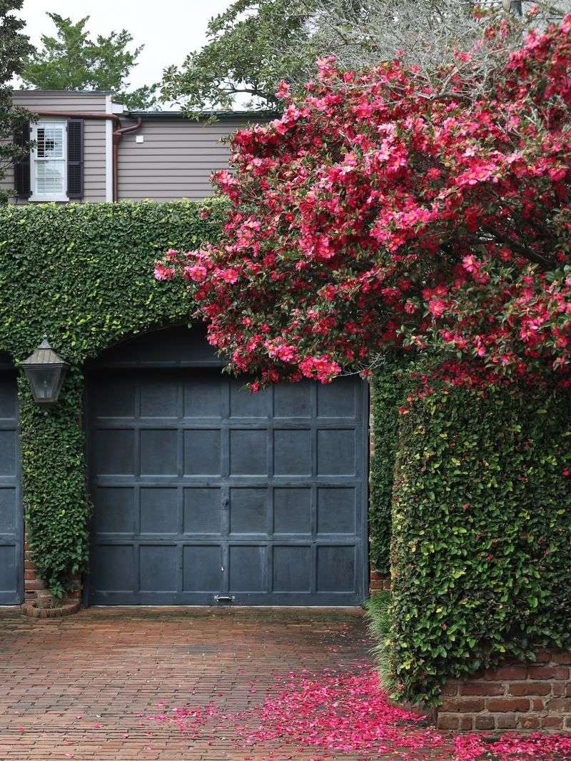 Low Maintenance Once Established