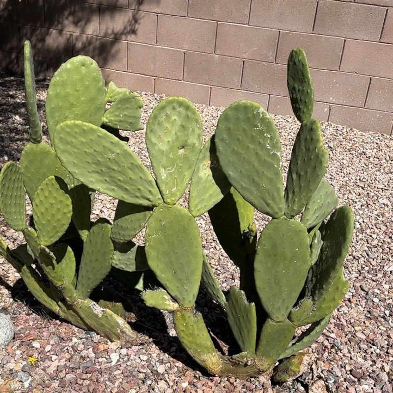 Bold Shape Creates Instant Desert Character