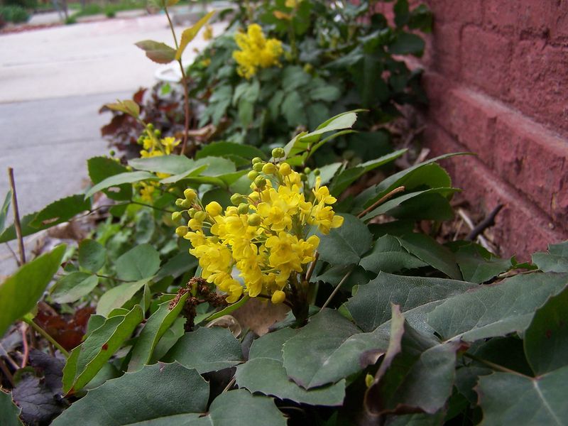 Oregon Grape (Mahonia repens)