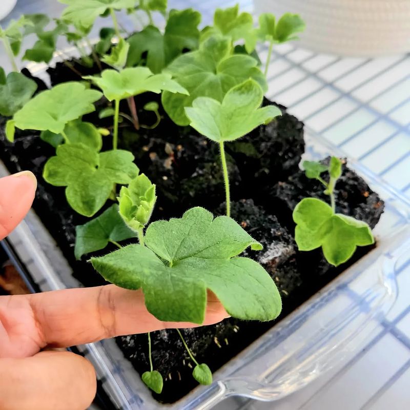 Harden Off Seedlings