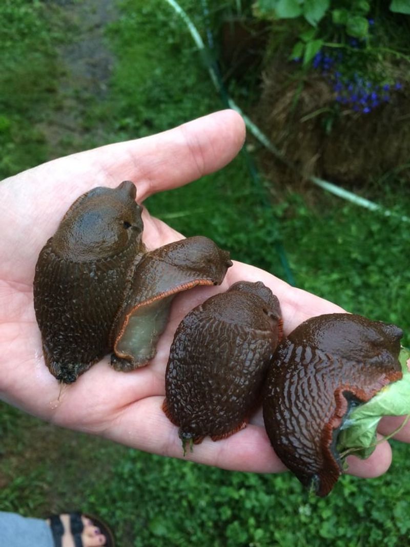 Slugs Will Humble You Every Season