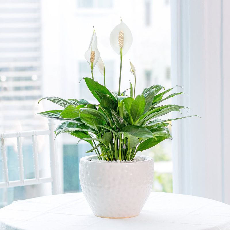 Peace Lily: The Elegant Plant With A Somber Reputation